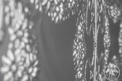 Flannel Flower Profile Image